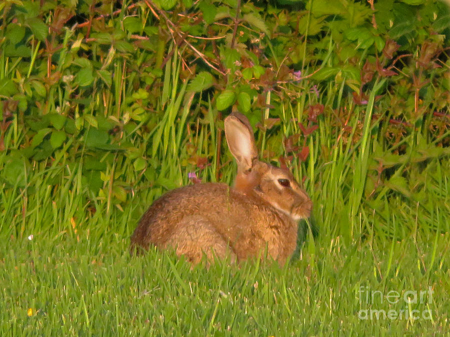 Irish Rabbit Photograph by Cindy Murphy - NightVisions 
