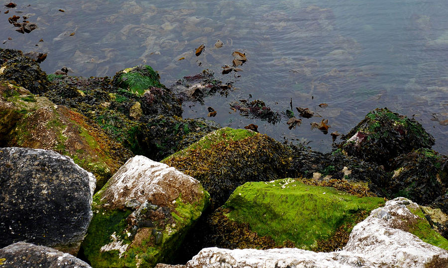 Irish Sea coast Photograph by Lexa Harpell