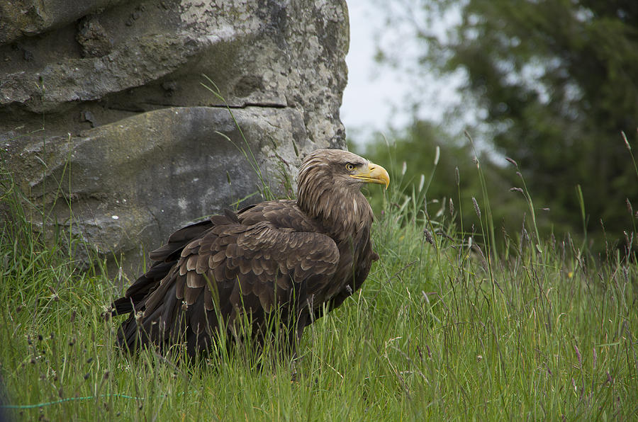 Irish Sea Eagle Photograph by Martina Fagan