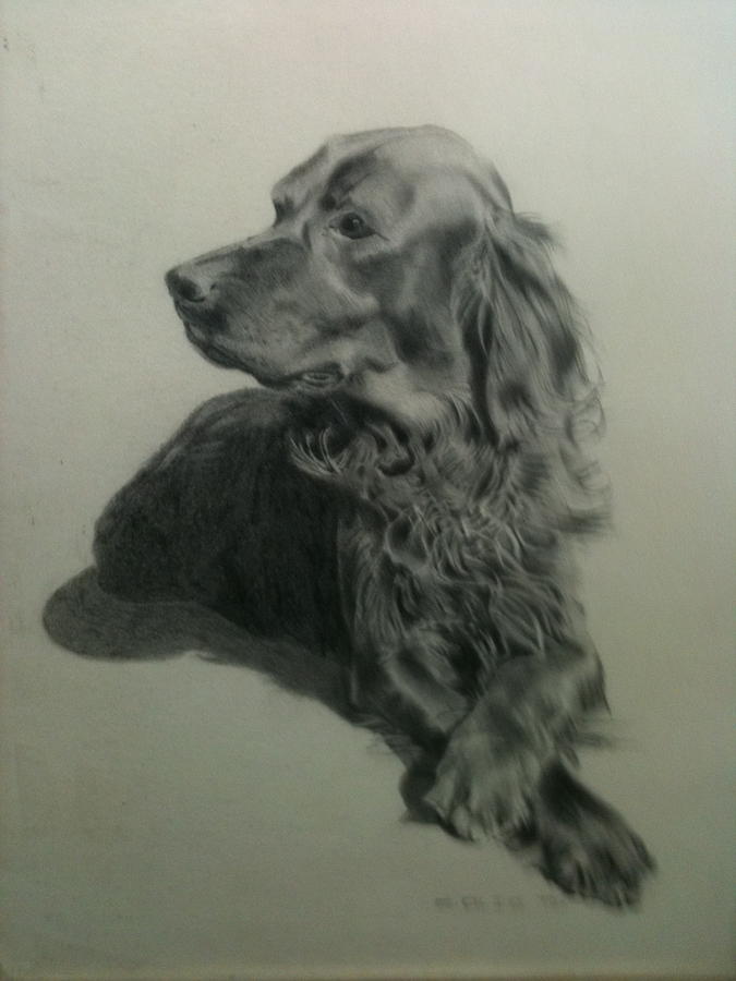 Dog Drawing - Irish Setter by Carol Spitko