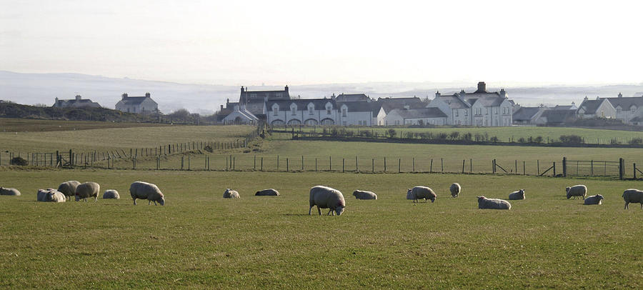 Irish Sheep Farm Photograph by Henri Irizarri