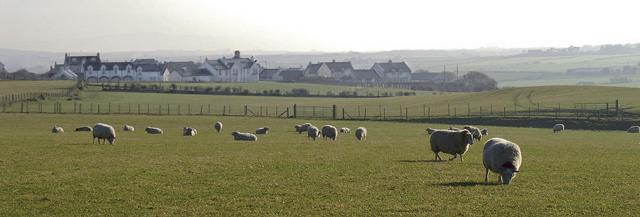Irish Sheep Farm I Photograph by Henri Irizarri