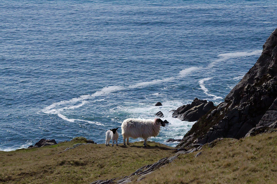Irish Sheep Grazing on the Slieve League Cliffs Photograph by Bill Cannon