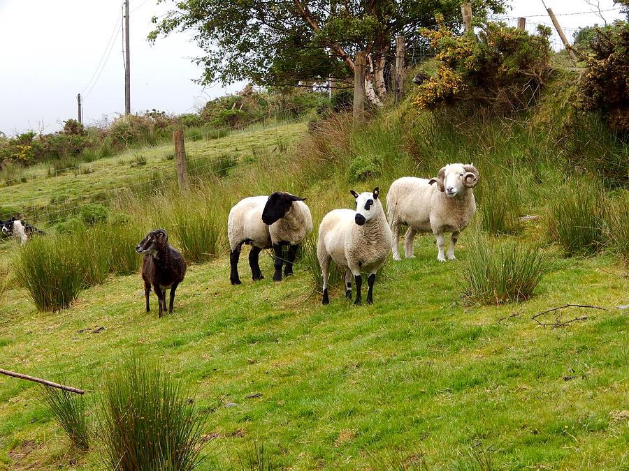Irish sheep grazing Photograph by Sue Morris