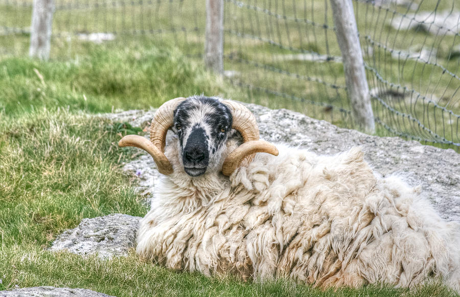 Irish Sheep Photograph by John A Megaw