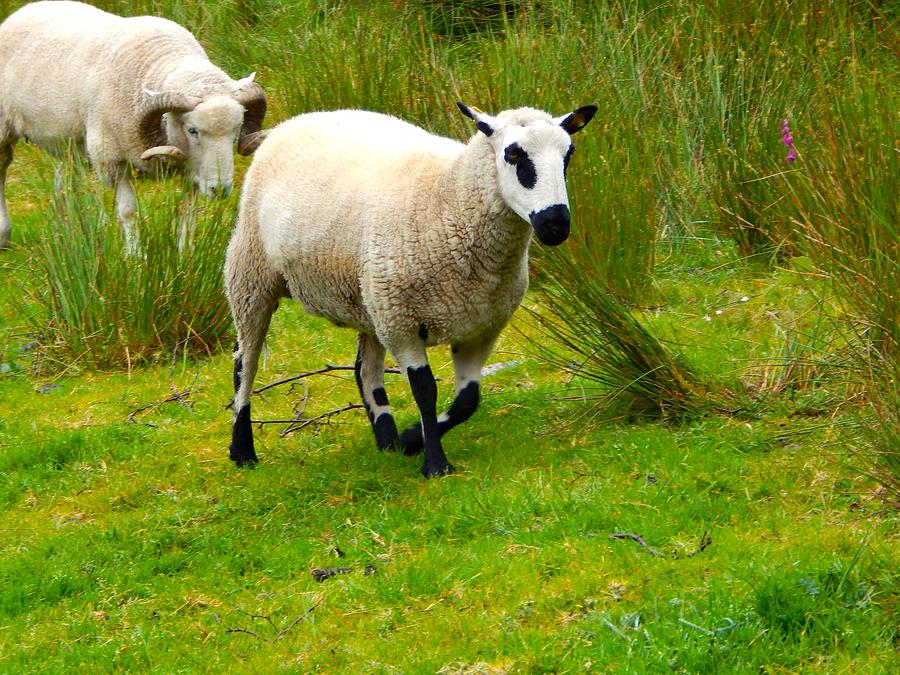 Irish Sheep Photograph by Sue Morris Irish Sheep Photograph by Sue Morris