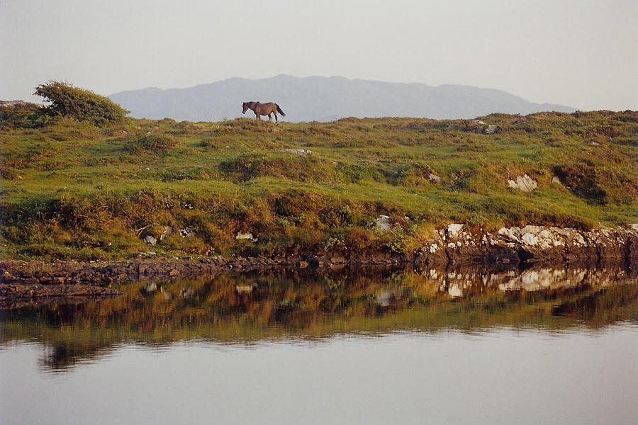 Irish Photograph - Irish Stallion - Horse in Western Ireland by Bob See