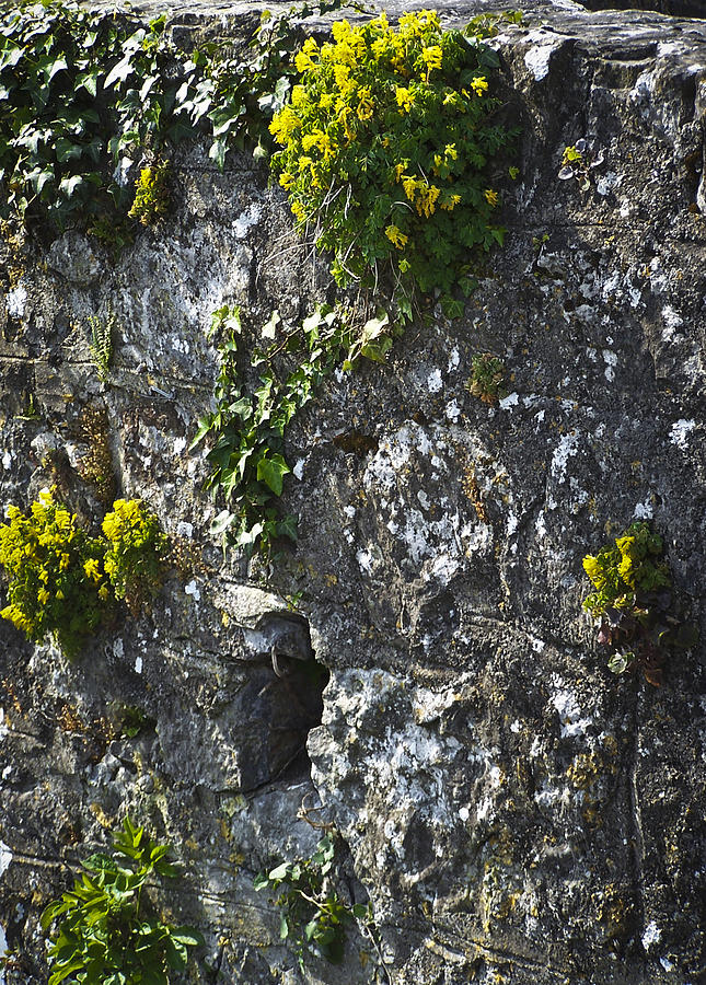 Flowers Still Life Photograph - Irish Stone Flowers by Teresa Mucha