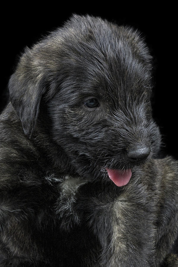 Animal Photograph - Irish Wolfhound Baby I by Agustin Uzarraga