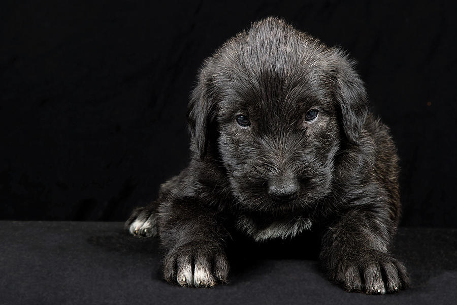 Irish Wolfhound Baby II Photograph by Agustin Uzarraga