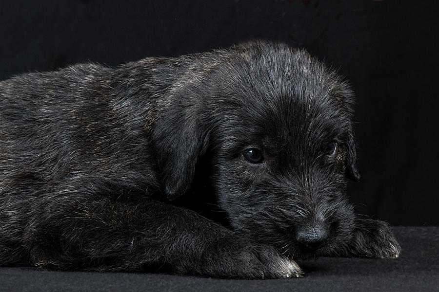 Animal Photograph - Irish Wolfhound Baby III by Agustin Uzarraga