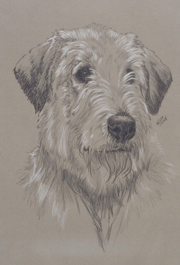 Irish Wolfhound in Graphite Drawing by Barbara Keith