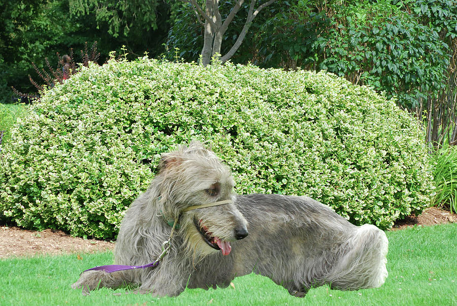 Irish Wolfhound Photograph by Ee Photography