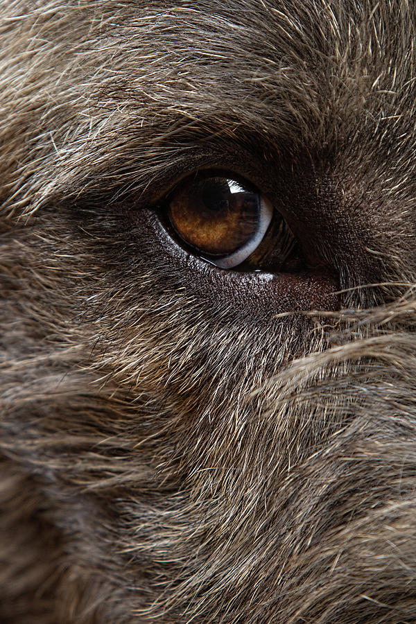 Animal Photograph - Irish Wolfhound Eye by Agustin Uzarraga