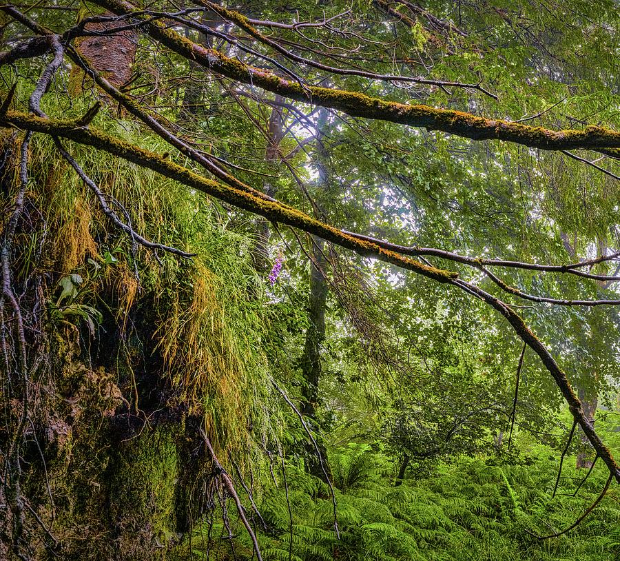 Irish woods #h0 Photograph by Leif Sohlman