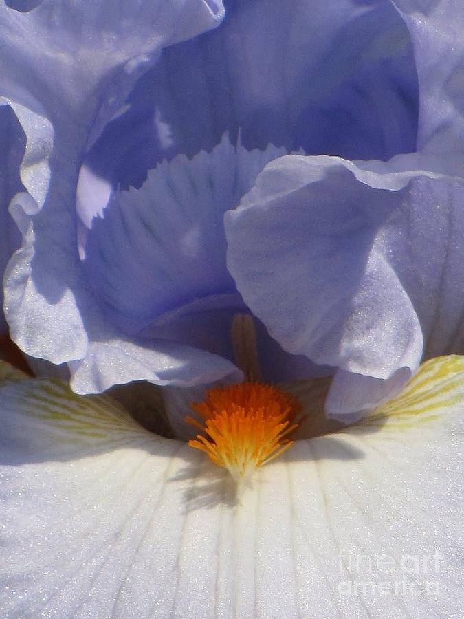 Flower Photograph - Iriss Iris by Lori Lafargue