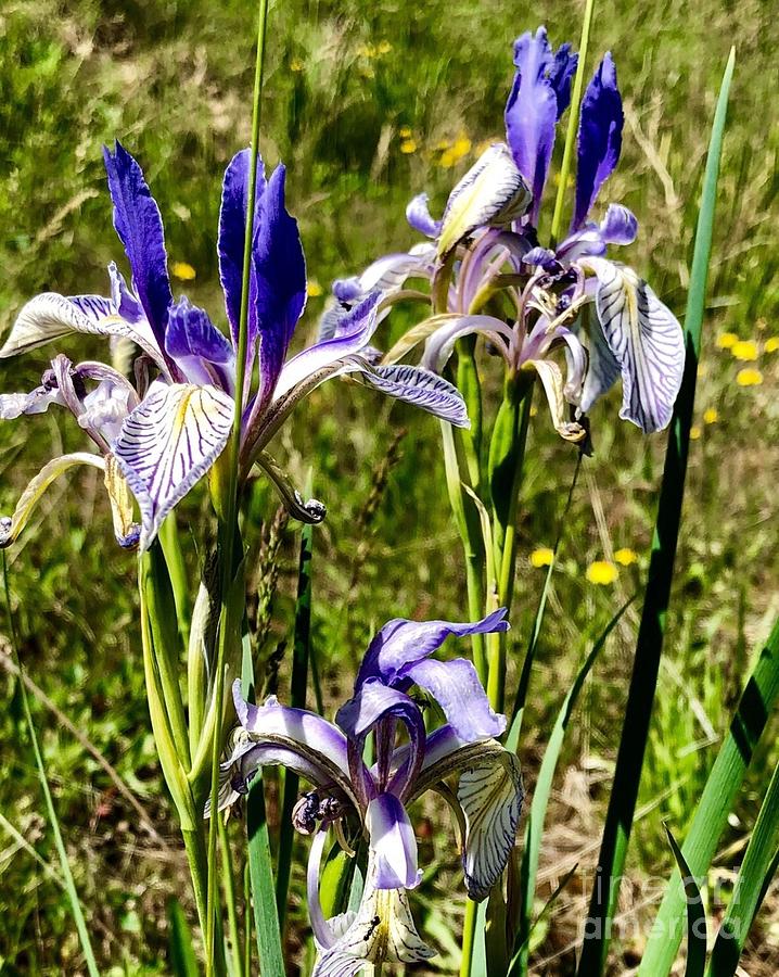 Iriss of the Blue Mountains Photograph by Jennifer Lake