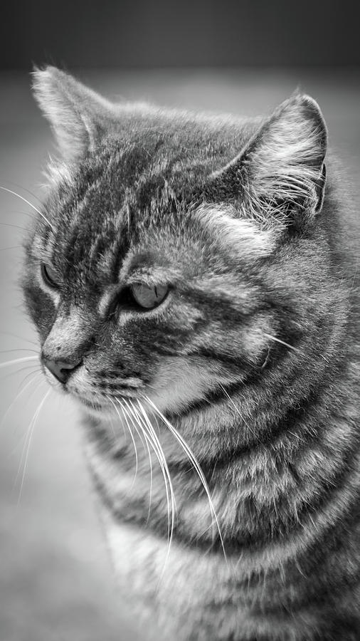 Iron Horse Cat 1 Photograph by Gareth Burge Photography - Fine Art America