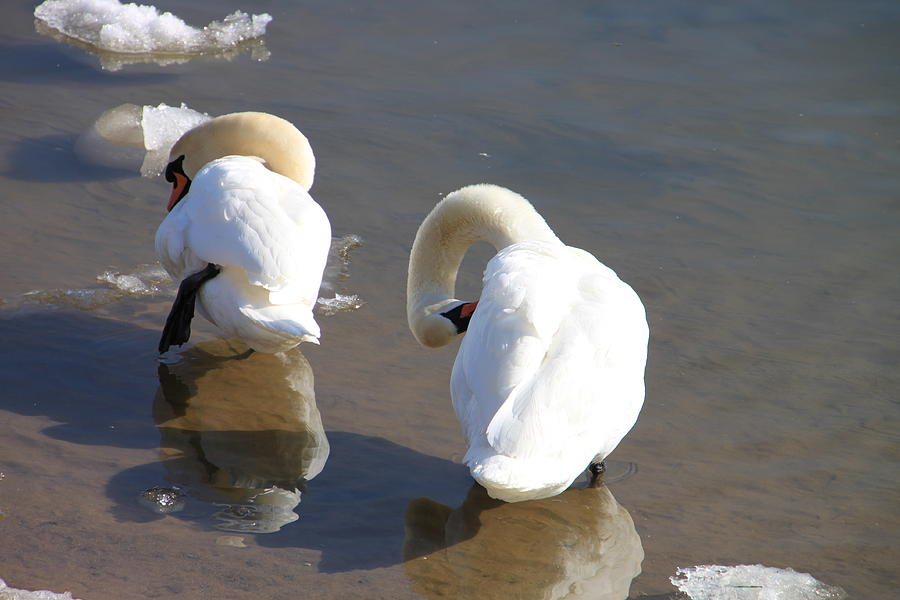  Irondequoit Bay Swans Photograph by Gerald Salamone