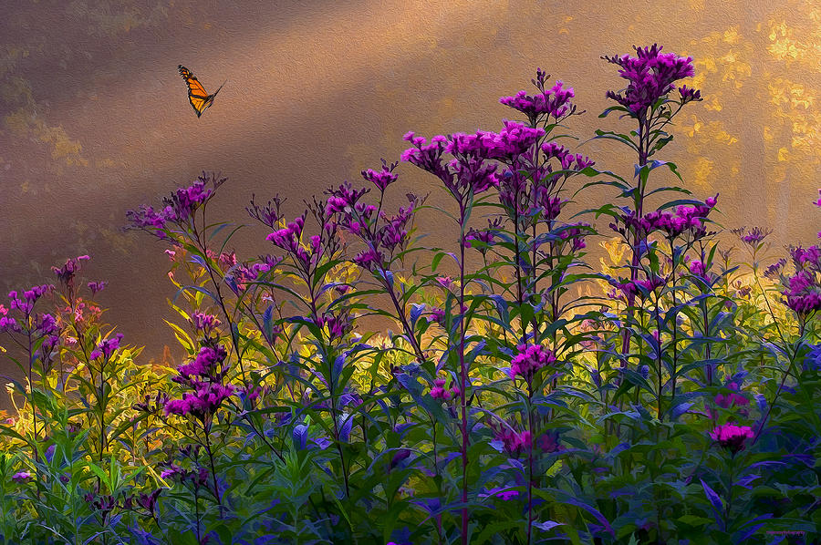 Fall Photograph - Ironweed by Ron Jones