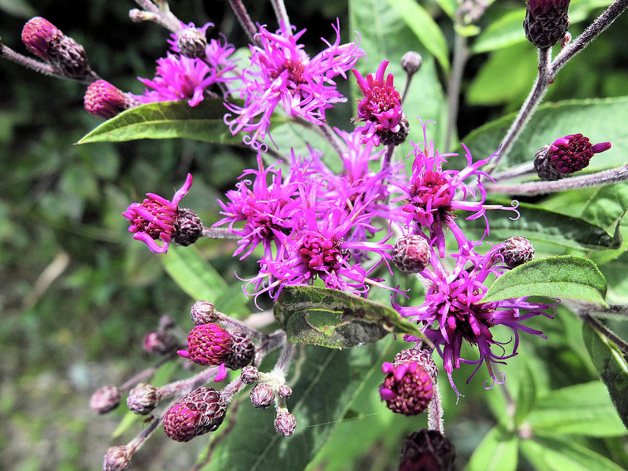 Ironweed Photograph by Scott Kingery