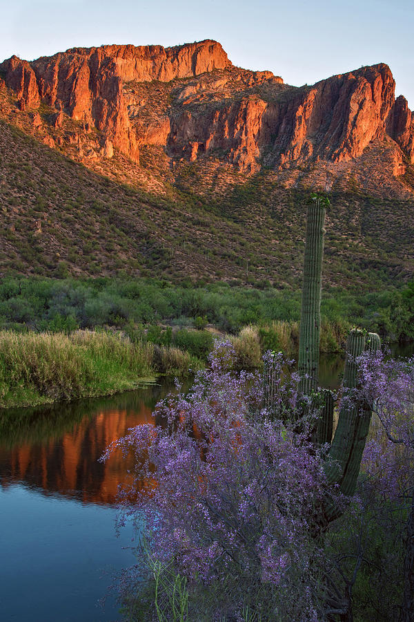 Ironwood and Saguaro vertical Photograph by Dave Dilli