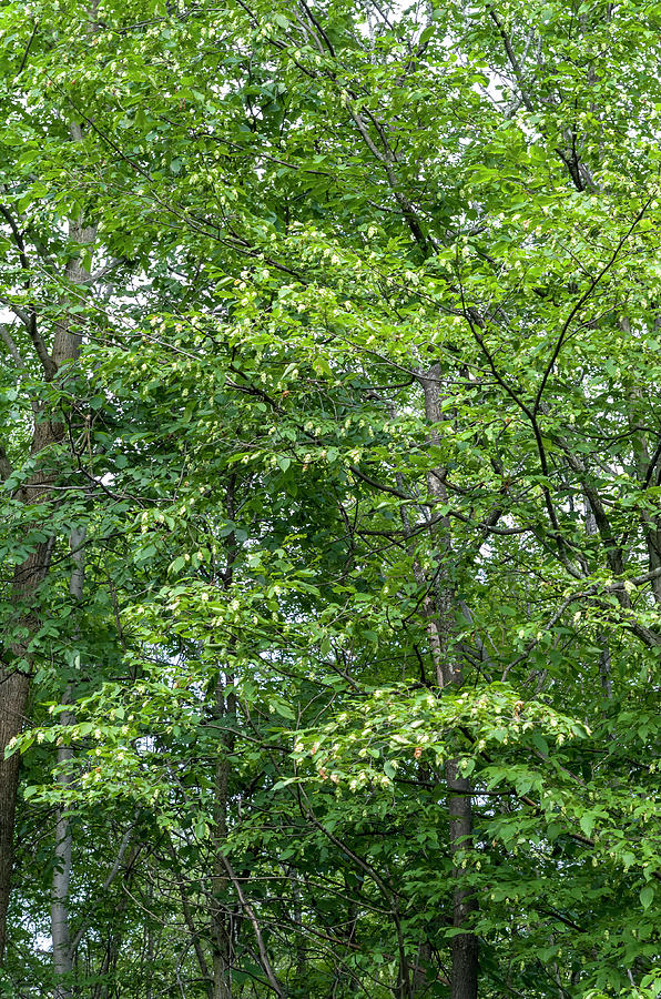  Ironwood Tree  Photograph by Bob Corson