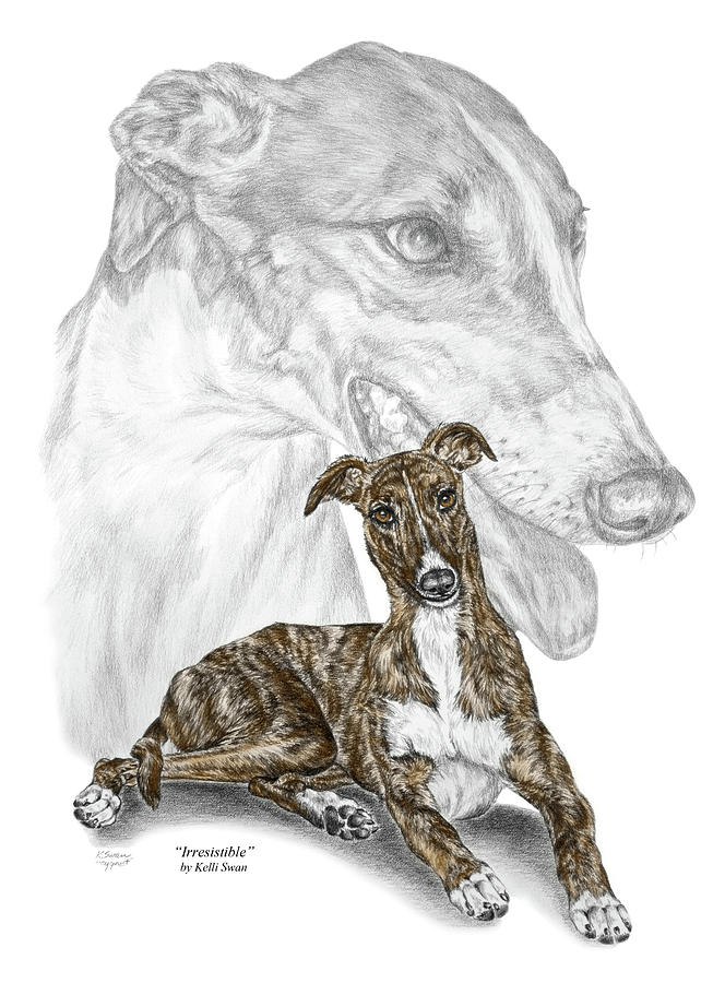 Irresistible - Greyhound Dog Print color tinted Drawing by Kelli Swan