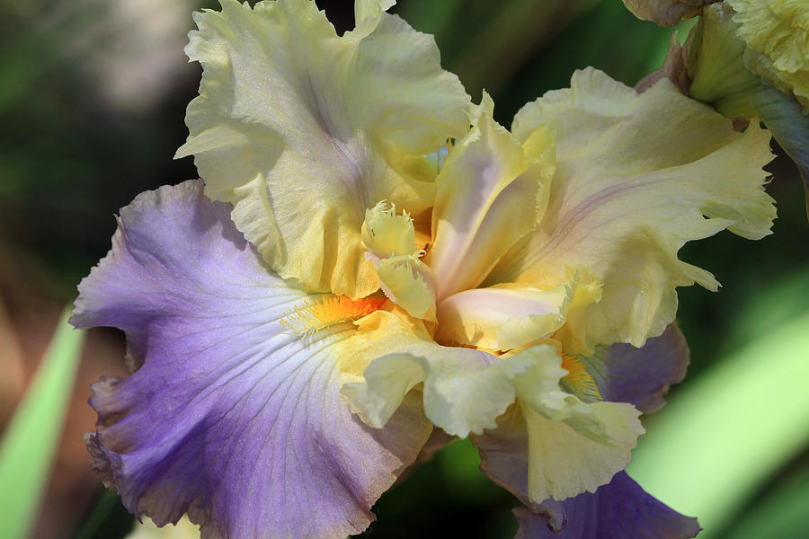 Irresistible Iris Photograph by Donna Kennedy