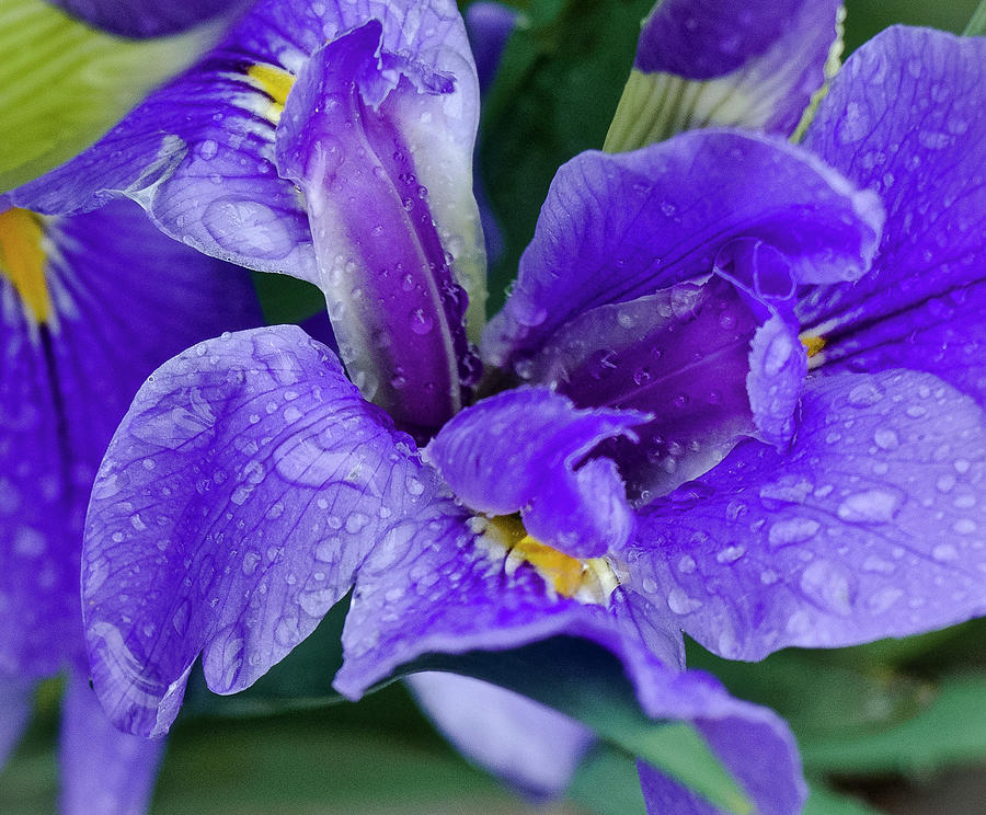 Irresistible Purple Iris Photograph by Venetia Featherstone-Witty