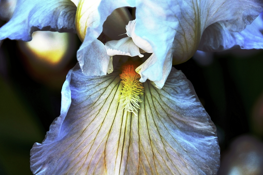 Irresistibly Iris Photograph by Angelina Tamez