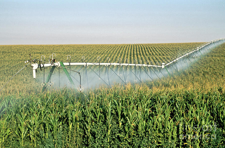 Irrigated Corn Crop Photograph by Inga Spence
