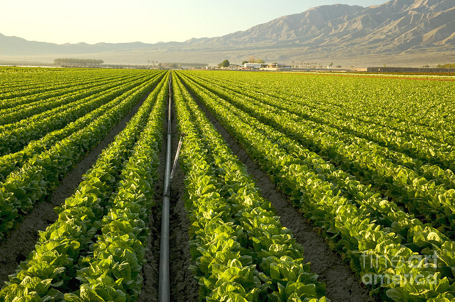 Irrigation Pipe In A Lettuce Field Photograph by Inga Spence