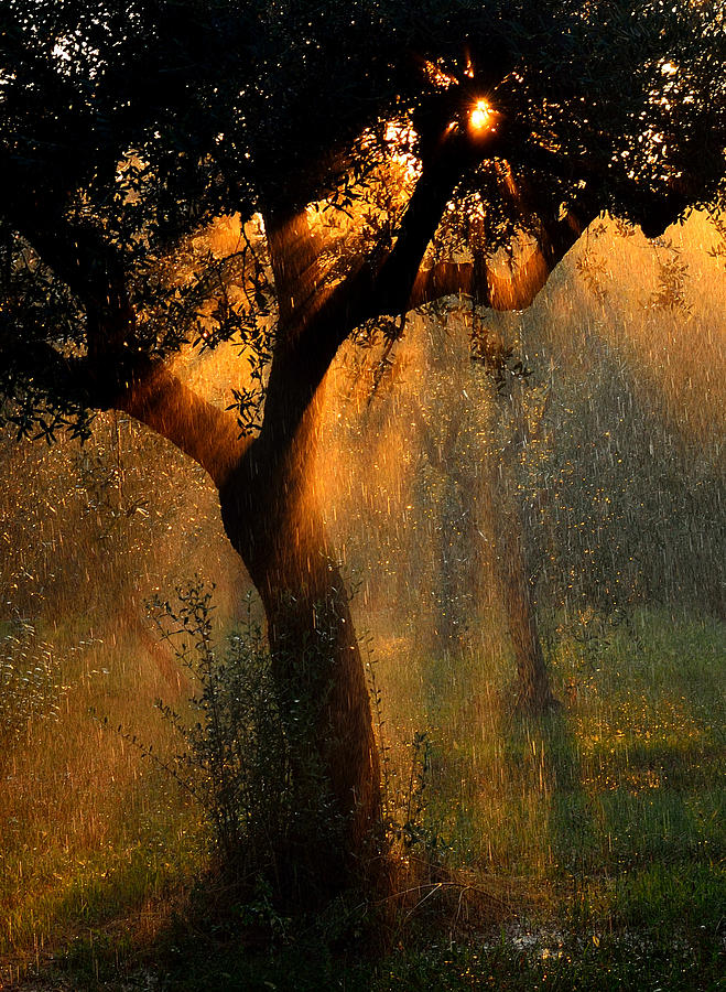 Sunset Photograph - Irrigation by Stefano Castoldi