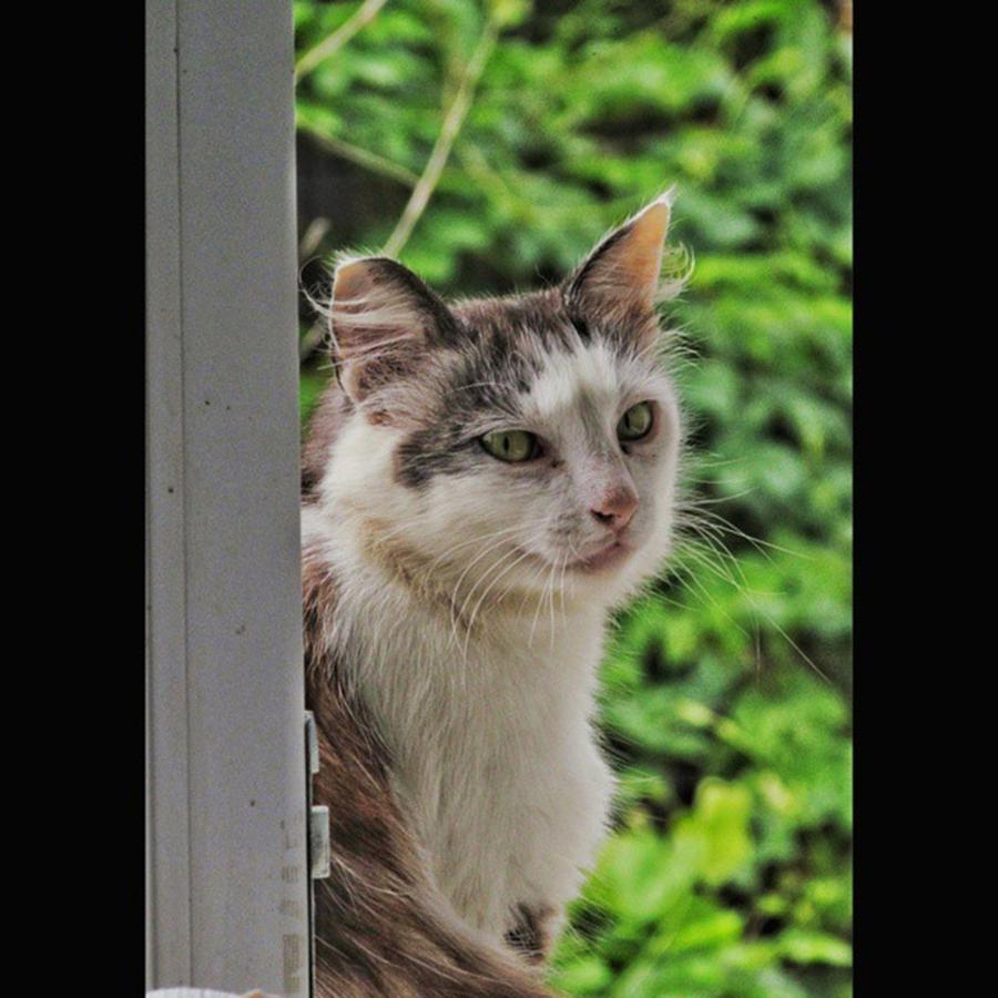 Animal Photograph - Is Anybody Home?
#cat #cats by Viaruss Ut-Gella