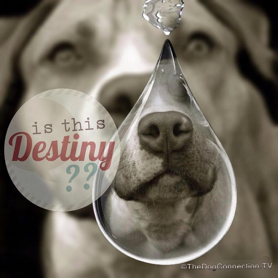 Dog Digital Art - Is this Destiny by Kathy Tarochione