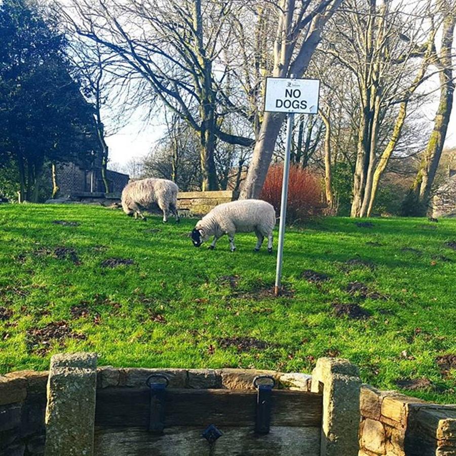 Dh Photograph - Is This Discrimination? Sheep 🐑 Are by Dante Harker