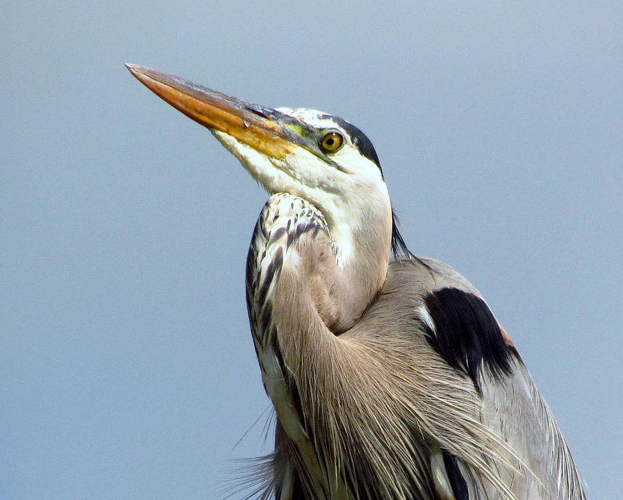 Grinning Great Blue Heron Photograph by Lori Lafargue