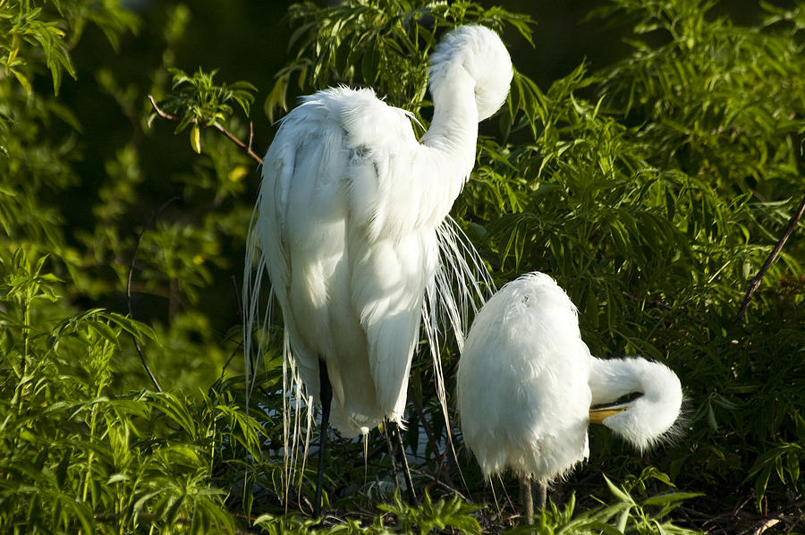 Egret Photograph - Is This How by Carolyn Marshall