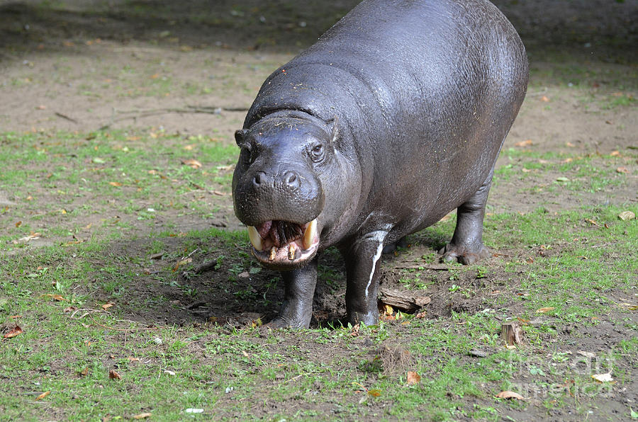 Is This Pygmy Hippo Smiling at You? Photograph by DejaVu Designs