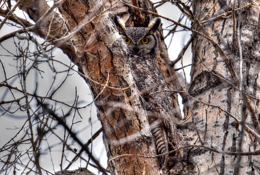 Owl Photograph - Is This Tree Looking At Me? by Michael Morse