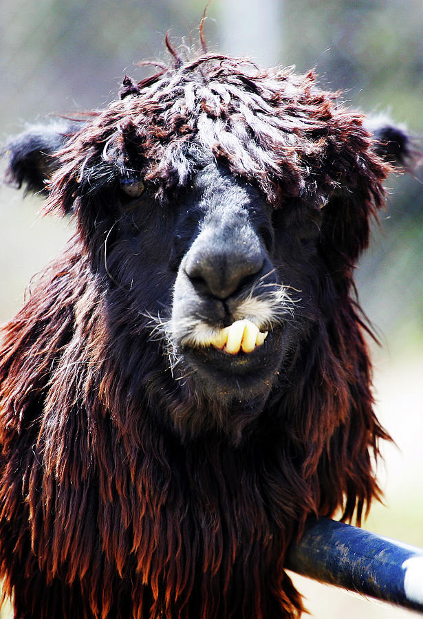 Is your Mama a Llama? Photograph by Anthony Jones