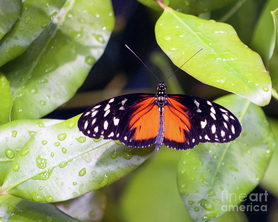 Butterfly Photograph - Isabellas Longwing Butterfly by Cathie Moog