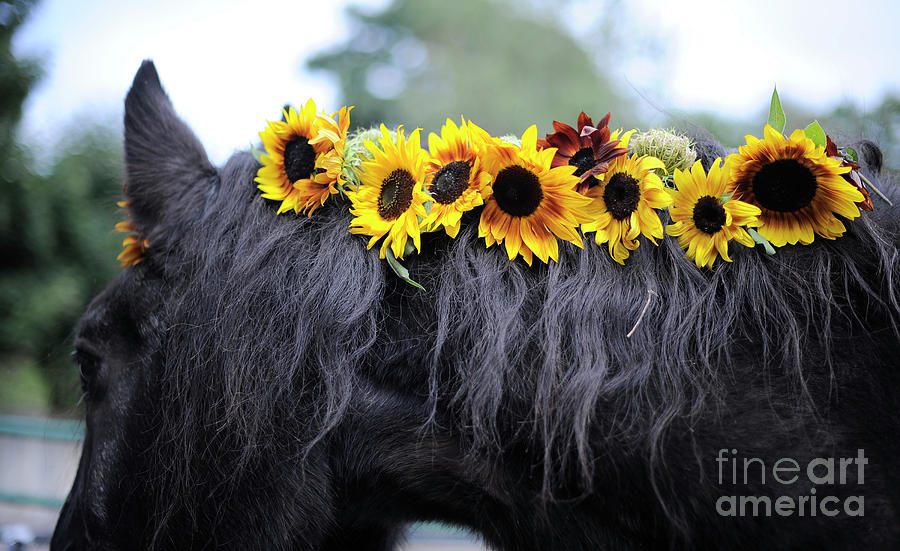 Isabelle and the Sunflowers Photograph by Carien Schippers