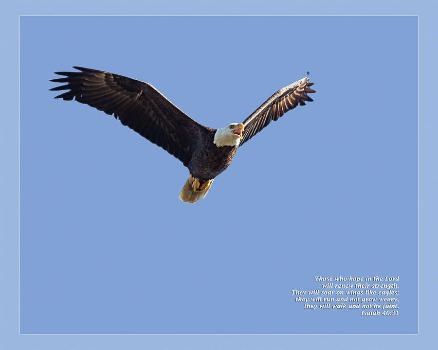 Eagle Photograph - Isaiah 40 31 by Dawn Currie