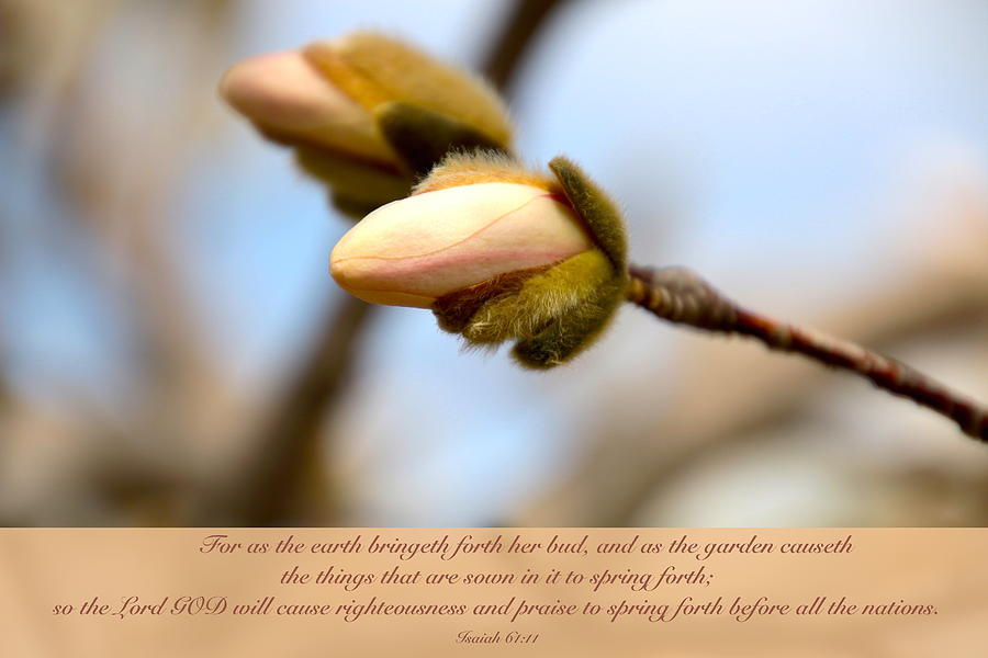 Spring Photograph - Isaiah 61  v 11 by Debbie Nobile