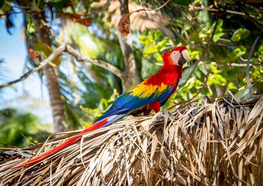 Isla Tortuga Macaw Photograph by Shannon Kunkle Isla Tortuga Macaw Photograph by Shannon Kunkle