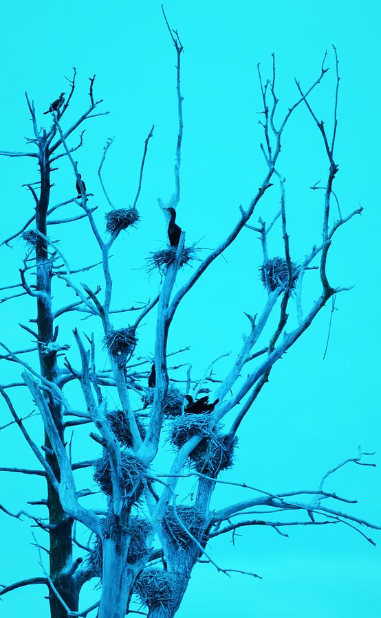Island Birds  Photograph by Mark Mitchell
