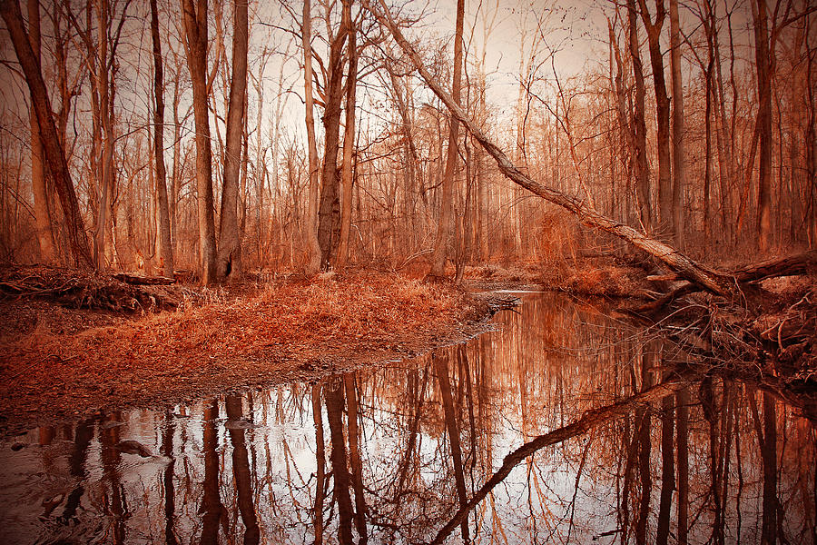Tree Photograph - Island Creek Story by Iryna Goodall