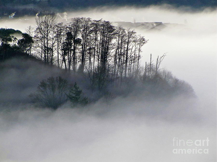 Nature Photograph - Island in the Morning Mist by Sean Griffin